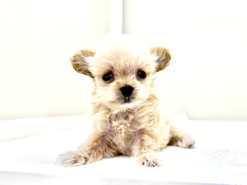 東京都のマルプー(マルチーズ×プードル) (かねだい本町田店/2025年9月27日生まれ/男の子/カフェオレ)の子犬の3枚目の画像