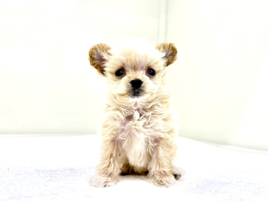 東京都のマルプー(マルチーズ×プードル) (かねだい本町田店/2025年9月27日生まれ/男の子/カフェオレ)の子犬の4枚目の画像