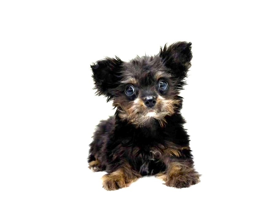 東京都のチワプー/プーチー(チワワ×プードル) (かねだい本町田店/2025年9月21日生まれ/男の子/ブラックタン)の子犬の1枚目の画像