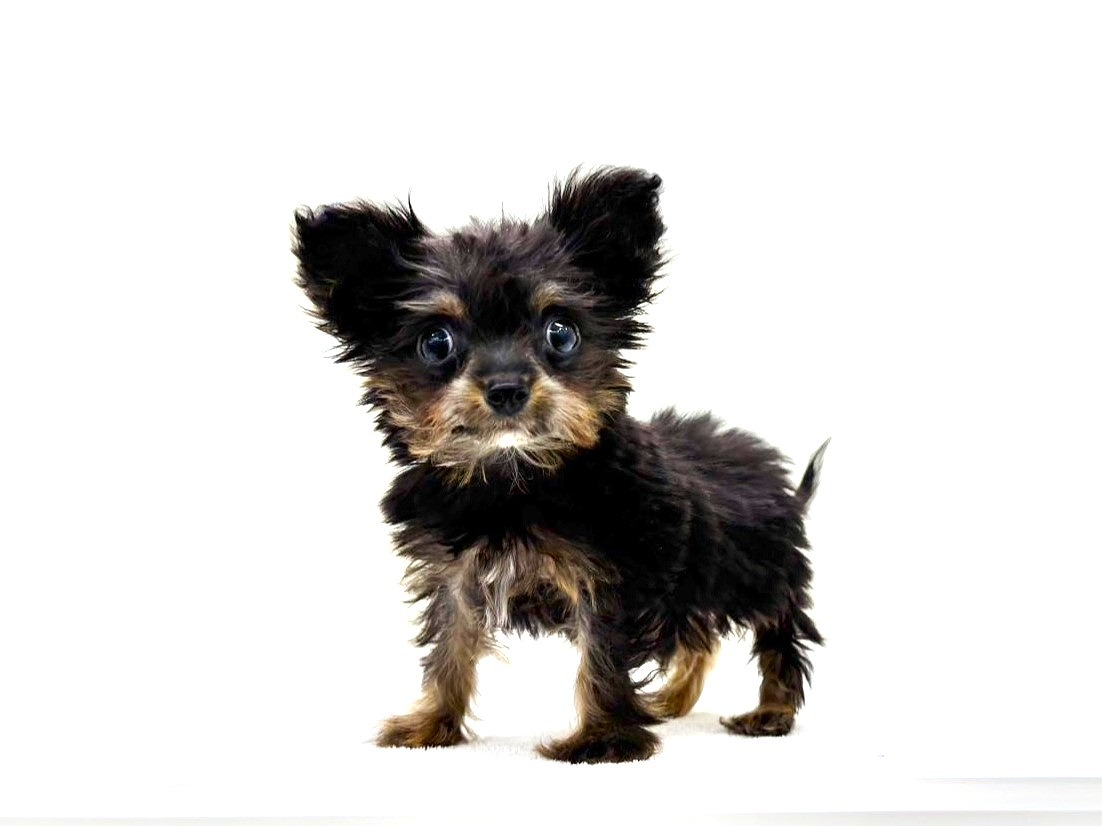 東京都のチワプー/プーチー(チワワ×プードル) (かねだい本町田店/2025年9月21日生まれ/男の子/ブラックタン)の子犬の2枚目の画像