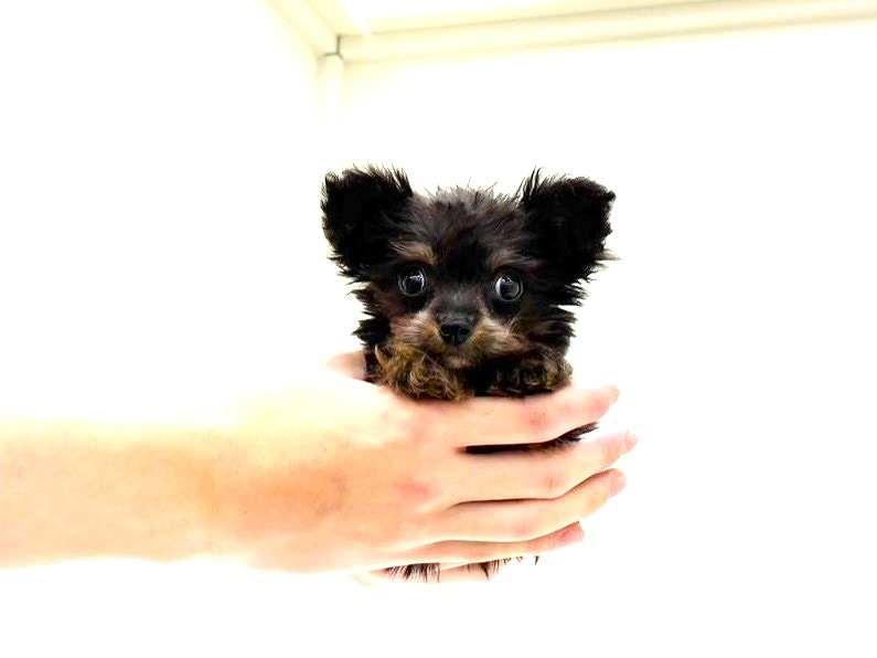 東京都のチワプー/プーチー(チワワ×プードル) (かねだい本町田店/2025年9月21日生まれ/男の子/ブラックタン)の子犬の3枚目の画像