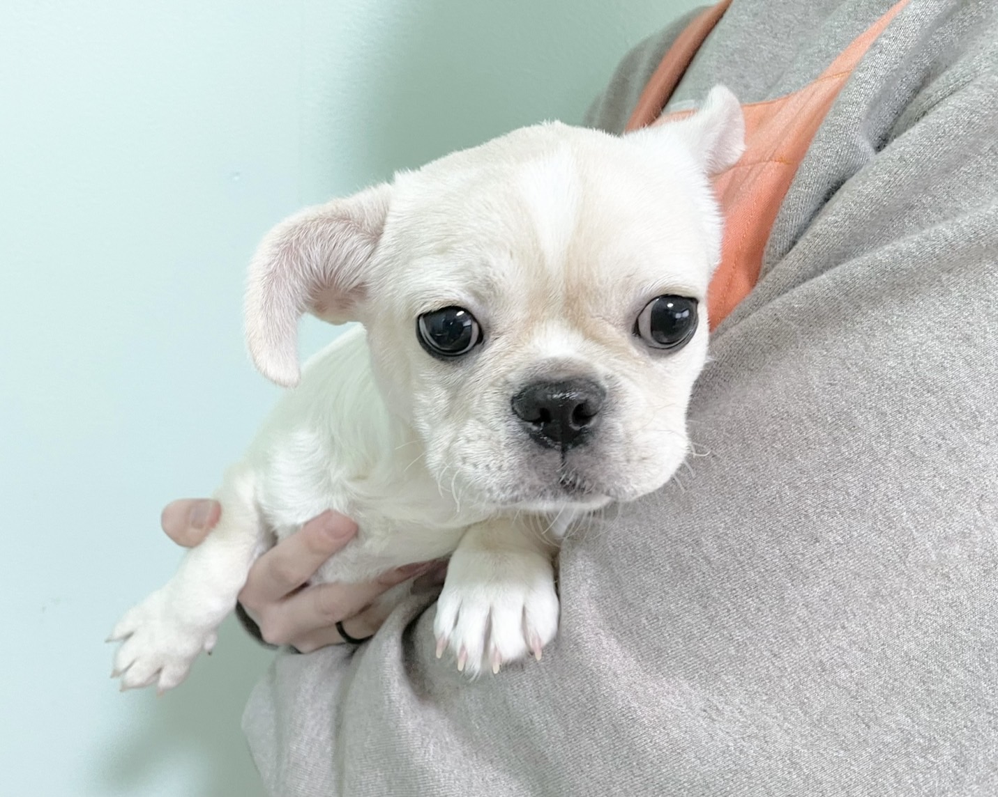 群馬県のペキニーズ×フレンチブルドッグ (かねだいペットトライアル桐生/2025年8月4日生まれ/女の子/ホワイト)の子犬の3枚目の画像
