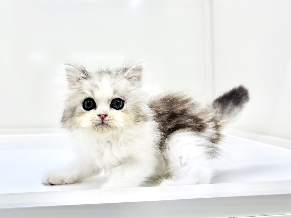 東京都のラガマフィン (かねだい本町田店/2025年9月20日生まれ/男の子/シルバータビーホワイト)の子猫の2枚目の画像