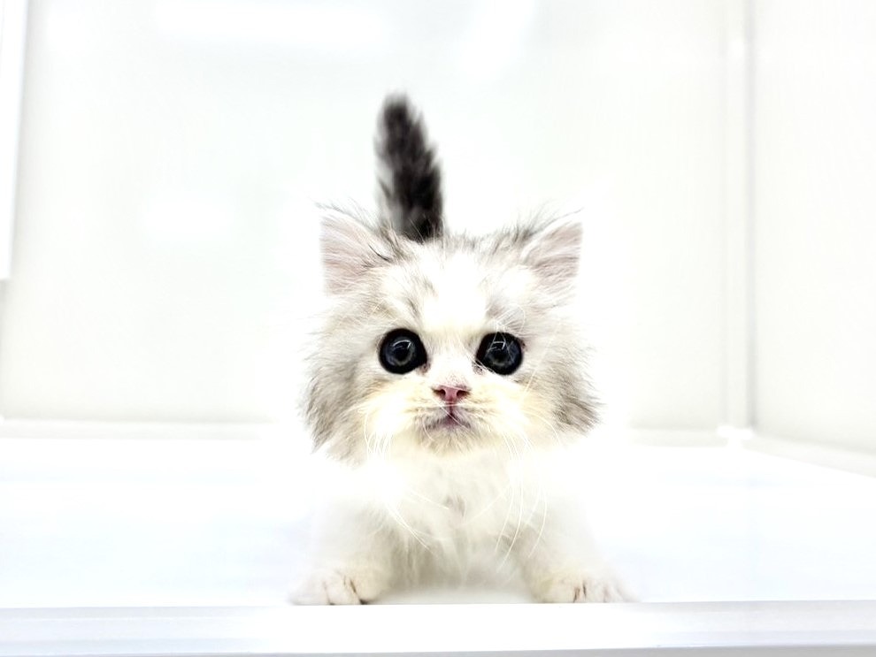 東京都のラガマフィン (かねだい本町田店/2025年9月20日生まれ/男の子/シルバータビーホワイト)の子猫の3枚目の画像