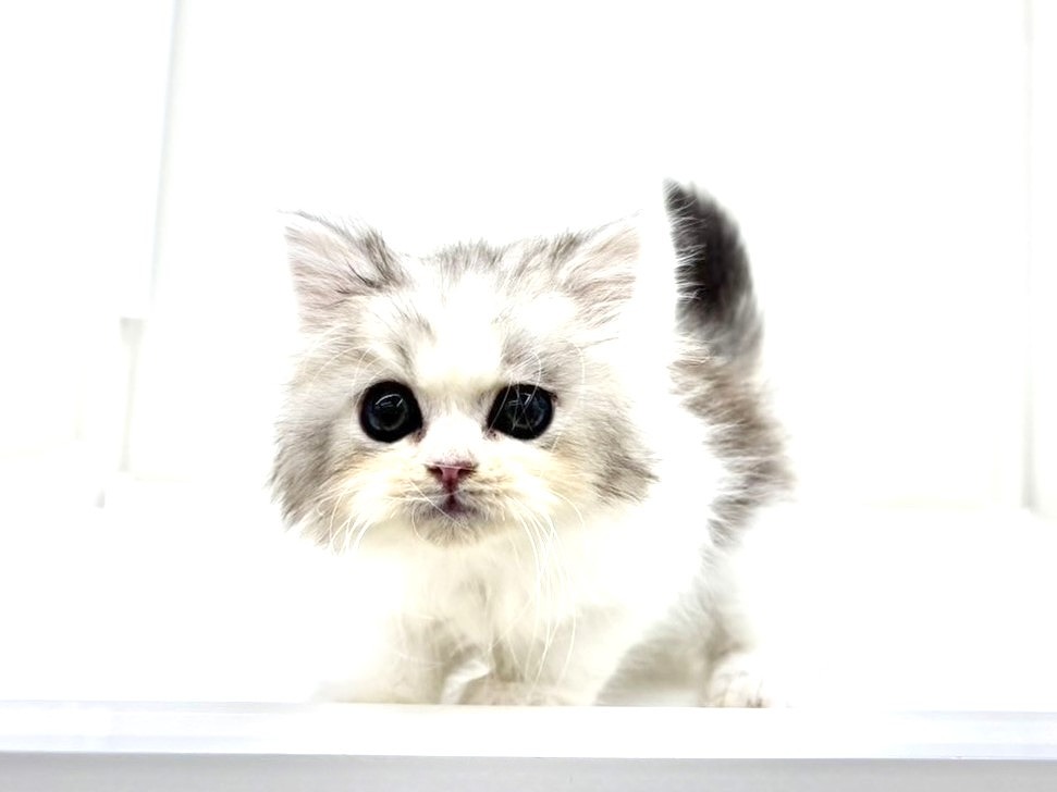 東京都のラガマフィン (かねだい本町田店/2025年9月20日生まれ/男の子/シルバータビーホワイト)の子猫の4枚目の画像