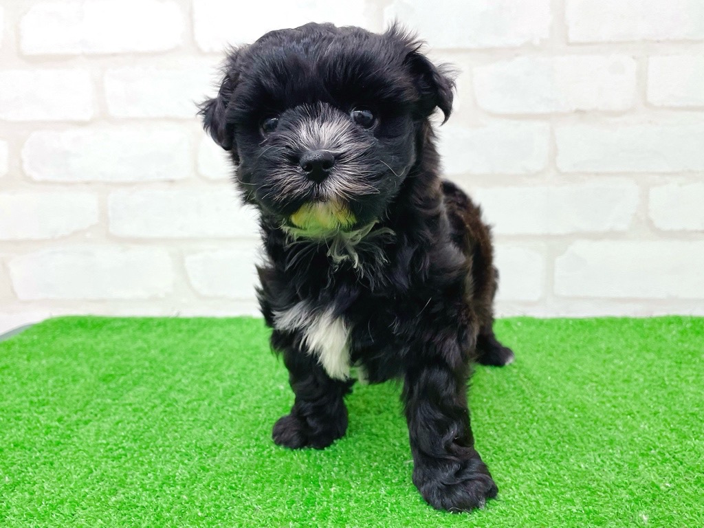 東京都のプーズー/プーシーズ(プードル×シーズー) (かねだい立川店/2025年9月27日生まれ/女の子/ブラック)の子犬の2枚目の画像