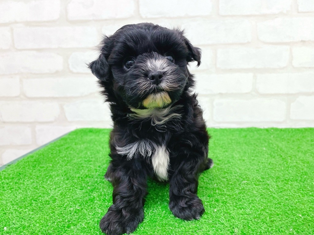 東京都のプーズー/プーシーズ(プードル×シーズー) (かねだい立川店/2025年9月27日生まれ/女の子/ブラック)の子犬の3枚目の画像