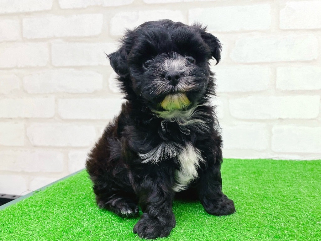 東京都のプーズー/プーシーズ(プードル×シーズー) (かねだい立川店/2025年9月27日生まれ/女の子/ブラック)の子犬の4枚目の画像