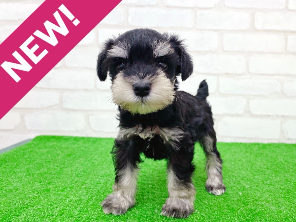 東京都のミニチュアシュナウザー (かねだい立川店/2025年9月27日生まれ/女の子/ブラックシルバー)の子犬の1枚目の画像