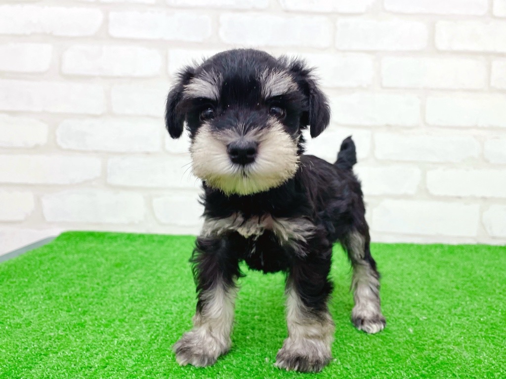 東京都のミニチュアシュナウザー (かねだい立川店/2025年9月27日生まれ/女の子/ブラックシルバー)の子犬の2枚目の画像