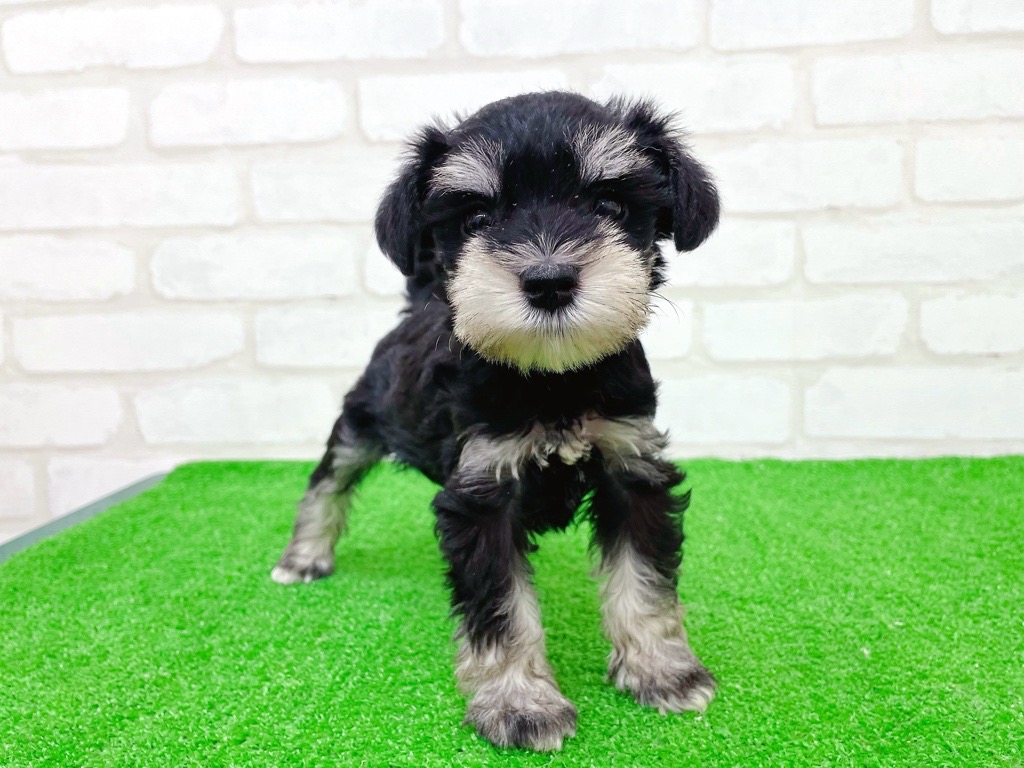 東京都のミニチュアシュナウザー (かねだい立川店/2025年9月27日生まれ/女の子/ブラックシルバー)の子犬の3枚目の画像