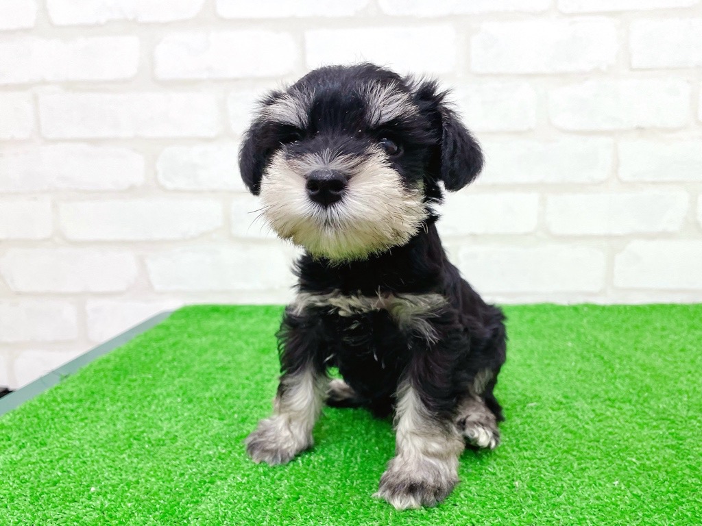 東京都のミニチュアシュナウザー (かねだい立川店/2025年9月27日生まれ/女の子/ブラックシルバー)の子犬の4枚目の画像