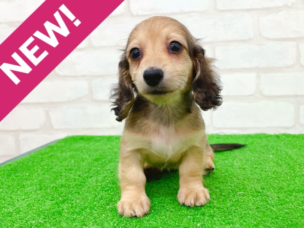 東京都のミニチュアダックスフンド(ロング) (かねだい立川店/2025年9月25日生まれ/女の子/シェーデットイエロー)の子犬の1枚目の画像