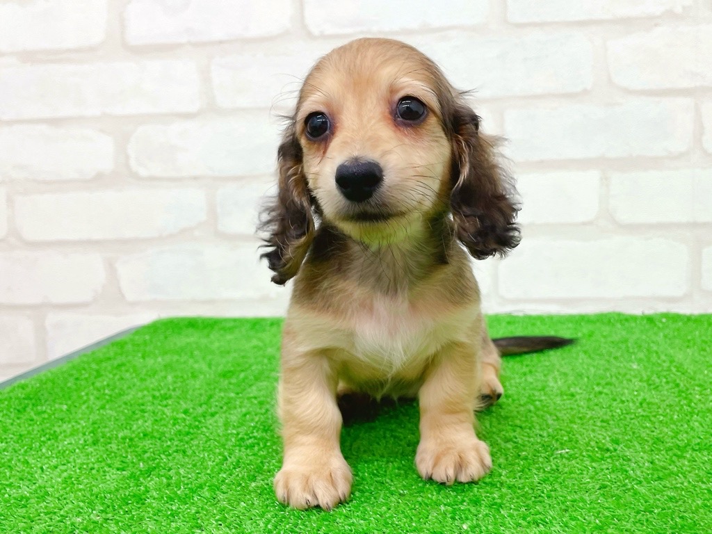 東京都のミニチュアダックスフンド(ロング) (かねだい立川店/2025年9月25日生まれ/女の子/シェーデットイエロー)の子犬の2枚目の画像