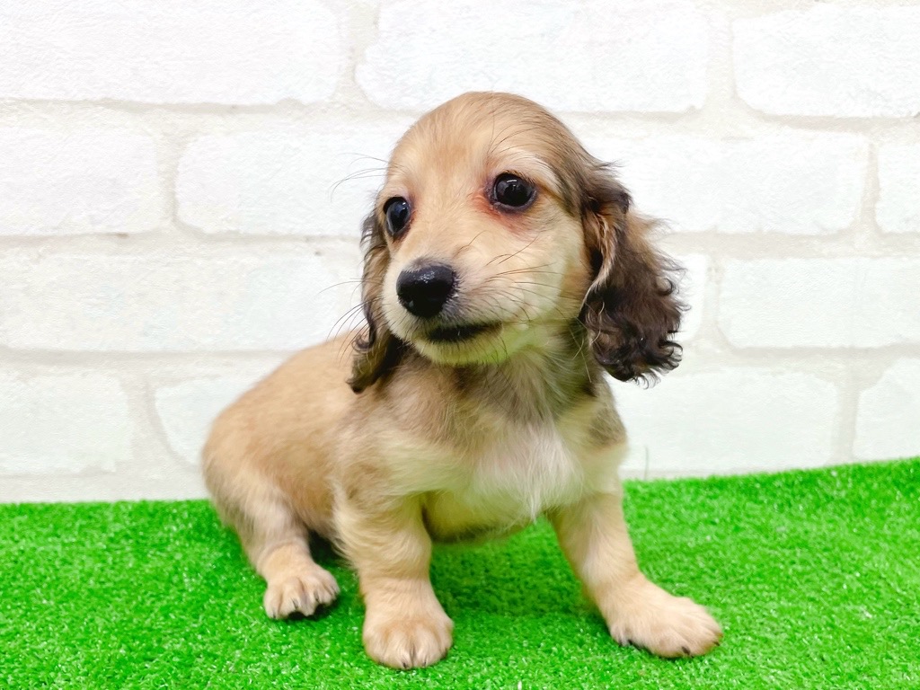 東京都のミニチュアダックスフンド(ロング) (かねだい立川店/2025年9月25日生まれ/女の子/シェーデットイエロー)の子犬の3枚目の画像