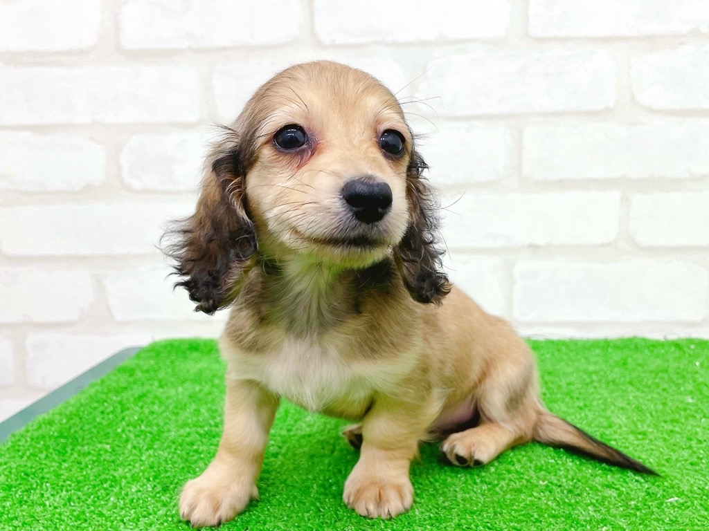 東京都のミニチュアダックスフンド(ロング) (かねだい立川店/2025年9月25日生まれ/女の子/シェーデットイエロー)の子犬の4枚目の画像