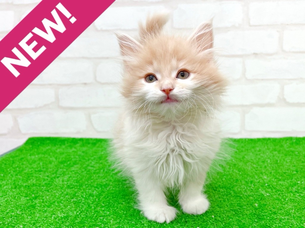 東京都のサイベリアン (かねだい立川店/2025年9月28日生まれ/男の子/クリームタビーホワイト)の子猫の1枚目の画像