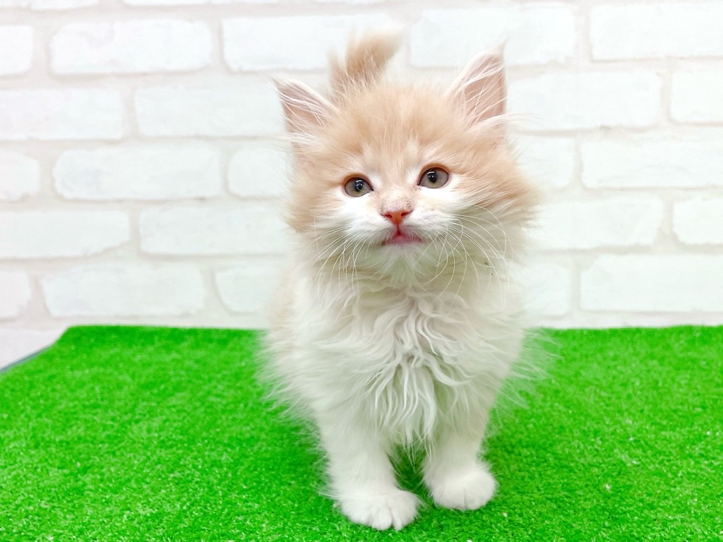 東京都のサイベリアン (かねだい立川店/2025年9月28日生まれ/男の子/クリームタビーホワイト)の子猫の2枚目の画像