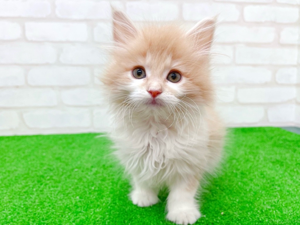 東京都のサイベリアン (かねだい立川店/2025年9月28日生まれ/男の子/クリームタビーホワイト)の子猫の3枚目の画像