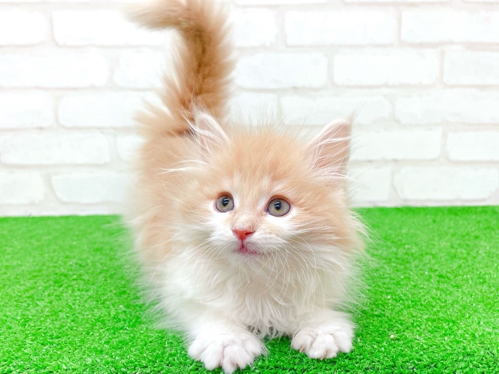 東京都のサイベリアン (かねだい立川店/2025年9月28日生まれ/男の子/クリームタビーホワイト)の子猫の4枚目の画像