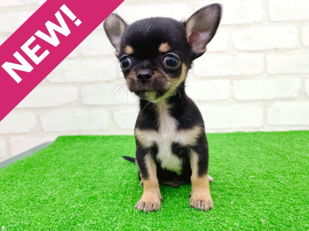 東京都のチワワ(スムース) (かねだい立川店/2025年9月27日生まれ/男の子/ブラックタンホワイト)の子犬の1枚目の画像