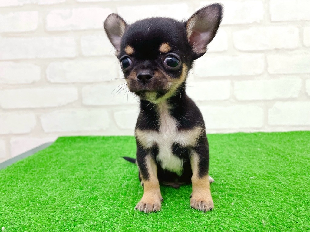 東京都のチワワ(スムース) (かねだい立川店/2025年9月27日生まれ/男の子/ブラックタンホワイト)の子犬の2枚目の画像