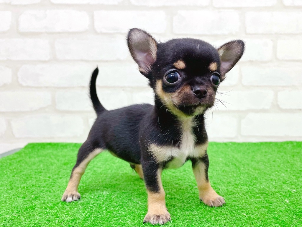 東京都のチワワ(スムース) (かねだい立川店/2025年9月27日生まれ/男の子/ブラックタンホワイト)の子犬の3枚目の画像