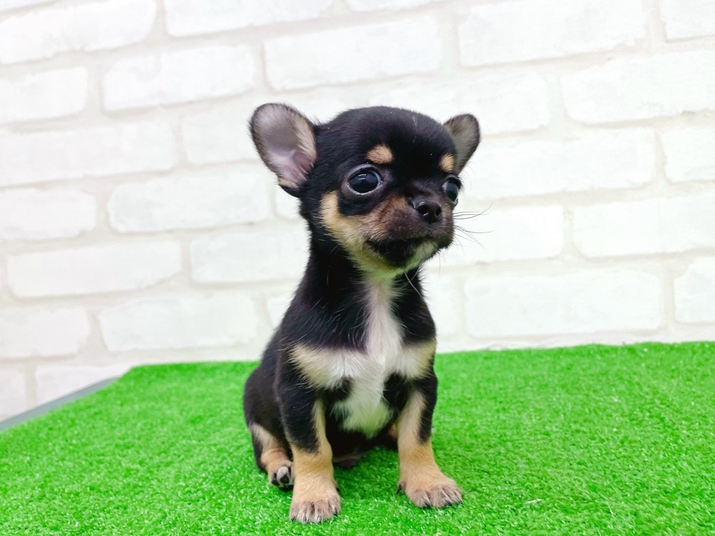 東京都のチワワ(スムース) (かねだい立川店/2025年9月27日生まれ/男の子/ブラックタンホワイト)の子犬の4枚目の画像