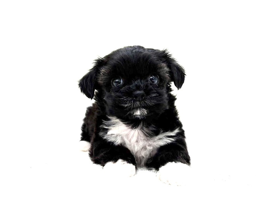 東京都のポメプー(ポメラニアン×プードル) (かねだい本町田店/2025年9月28日生まれ/男の子/ブラックホワイト)の子犬の2枚目の画像