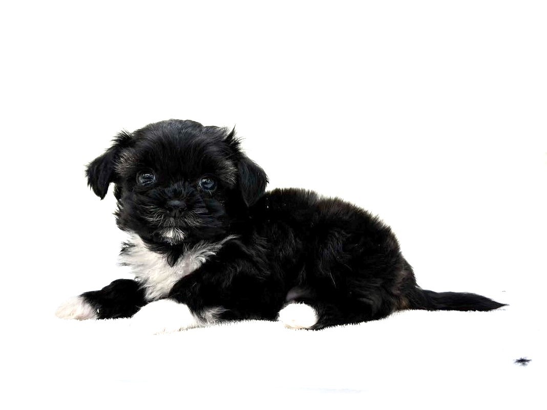 東京都のポメプー(ポメラニアン×プードル) (かねだい本町田店/2025年9月28日生まれ/男の子/ブラックホワイト)の子犬の3枚目の画像