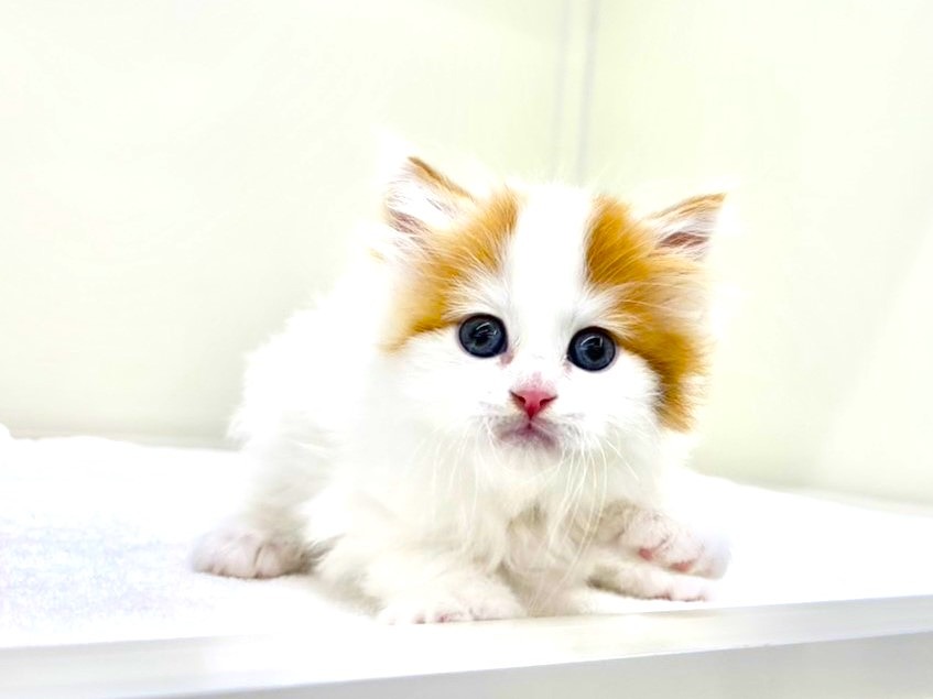 東京都のスコティッシュフォールド (かねだい本町田店/2025年9月27日生まれ/男の子/レッドタビーホワイト)の子猫の1枚目の画像