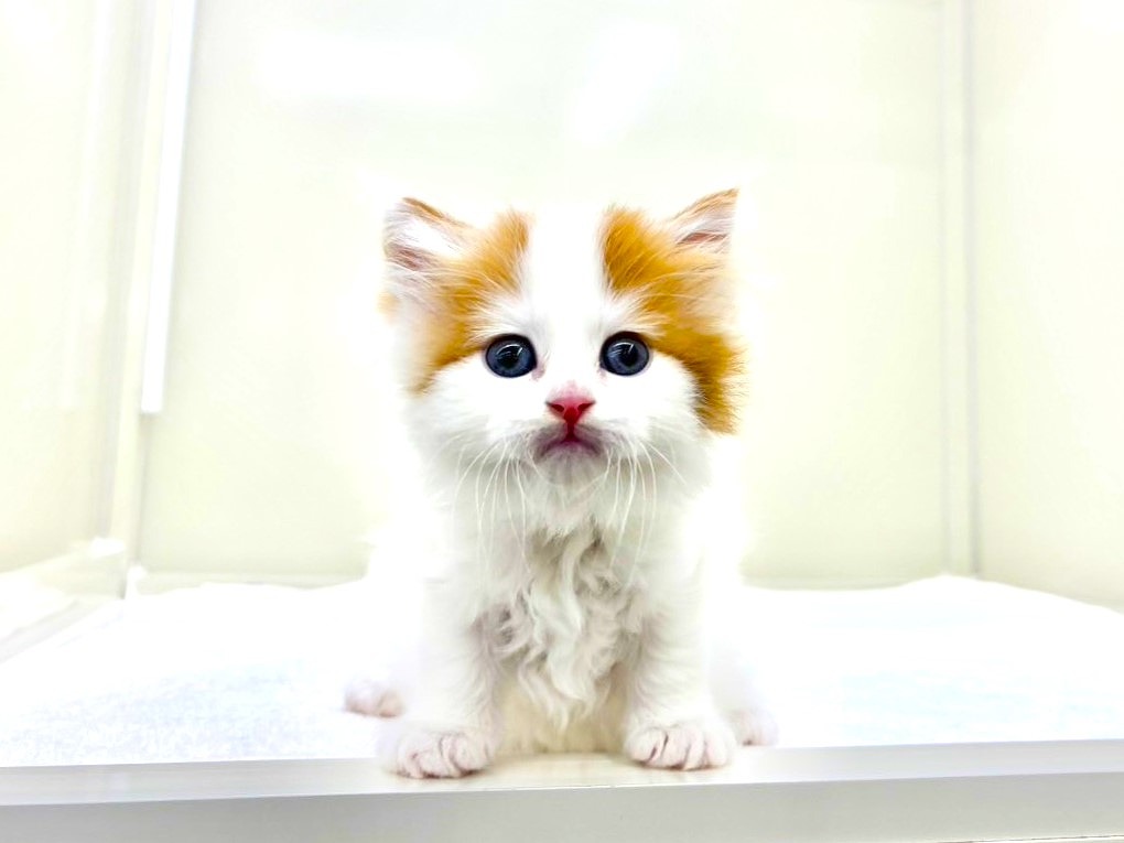 東京都のスコティッシュフォールド (かねだい本町田店/2025年9月27日生まれ/男の子/レッドタビーホワイト)の子猫の2枚目の画像