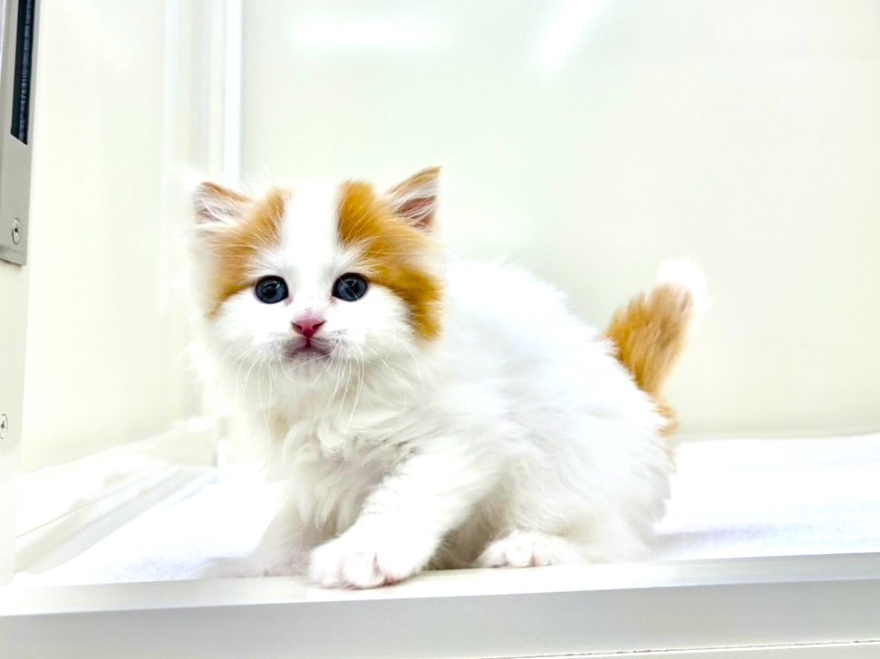 東京都のスコティッシュフォールド (かねだい本町田店/2025年9月27日生まれ/男の子/レッドタビーホワイト)の子猫の3枚目の画像