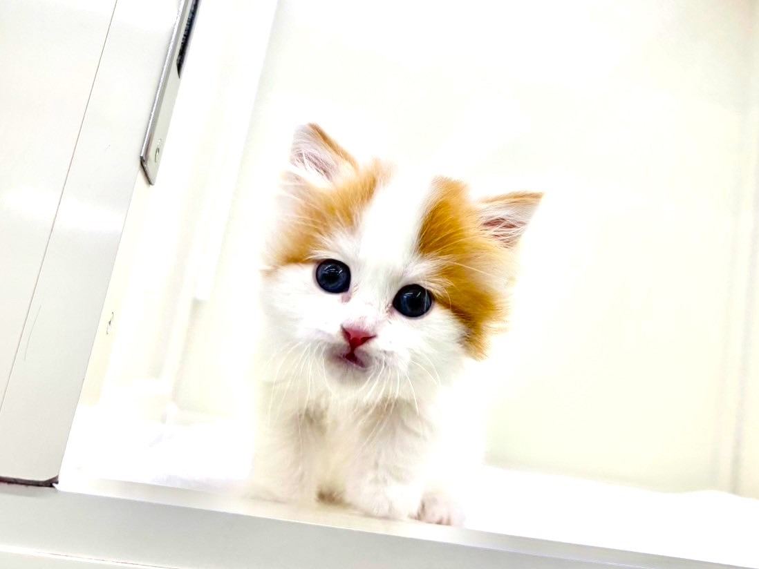 東京都のスコティッシュフォールド (かねだい本町田店/2025年9月27日生まれ/男の子/レッドタビーホワイト)の子猫の4枚目の画像