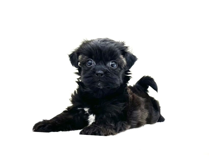 東京都のポメプー(ポメラニアン×プードル) (かねだい本町田店/2025年9月28日生まれ/女の子/ブラックホワイト)の子犬の2枚目の画像