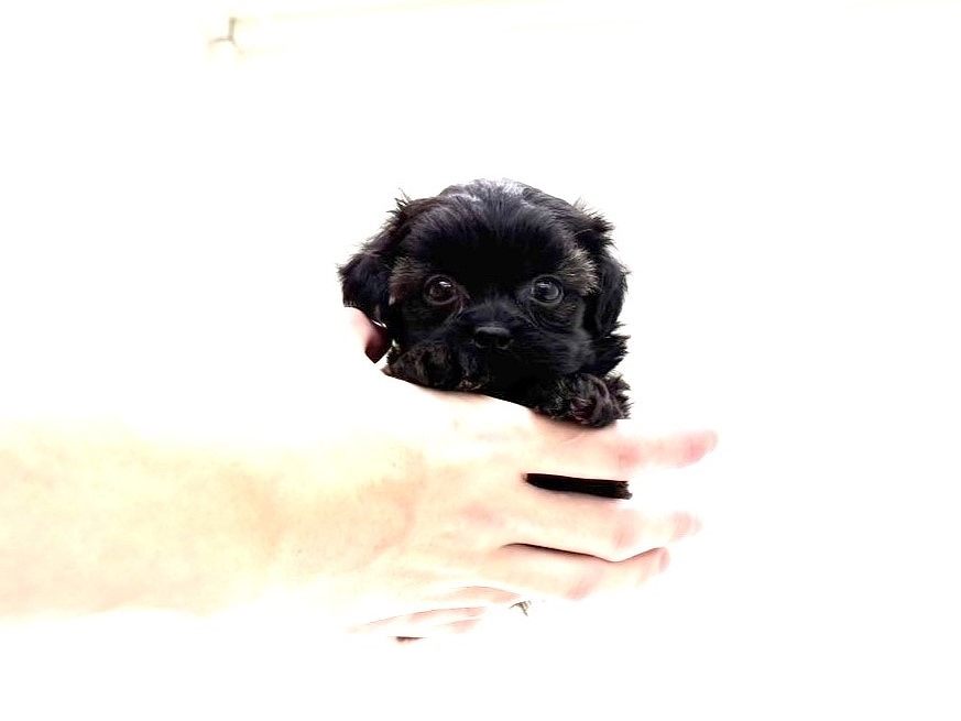 東京都のポメプー(ポメラニアン×プードル) (かねだい本町田店/2025年9月28日生まれ/女の子/ブラックホワイト)の子犬の3枚目の画像