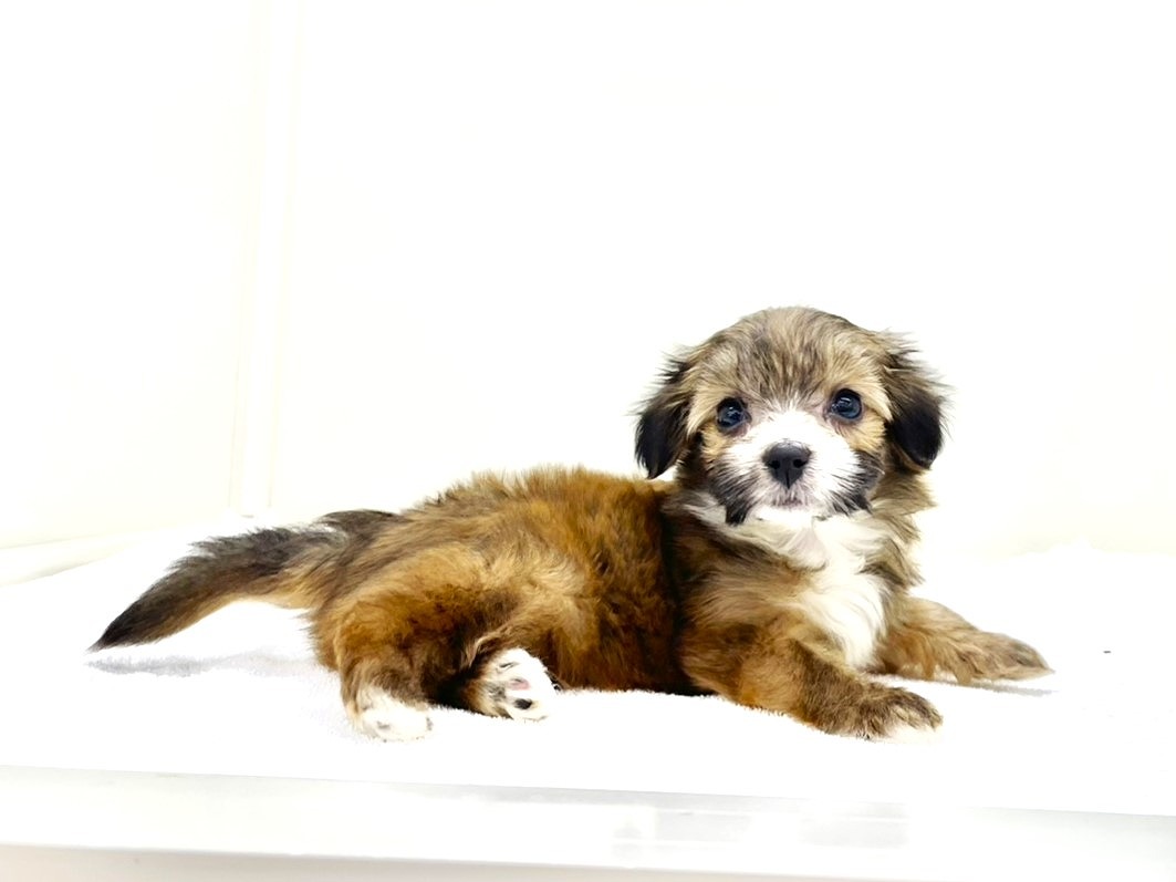 東京都のトイパピ (かねだい本町田店/2025年9月28日生まれ/女の子/レッドホワイト)の子犬の2枚目の画像