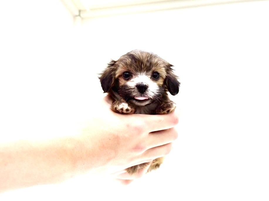 東京都のトイパピ (かねだい本町田店/2025年9月28日生まれ/女の子/レッドホワイト)の子犬の3枚目の画像