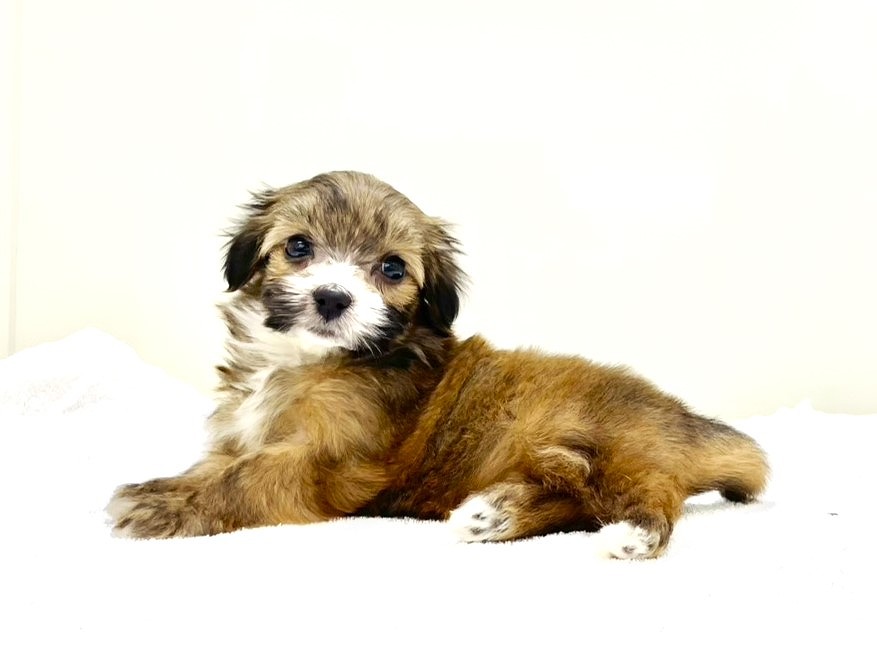 東京都のトイパピ (かねだい本町田店/2025年9月28日生まれ/女の子/レッドホワイト)の子犬の4枚目の画像