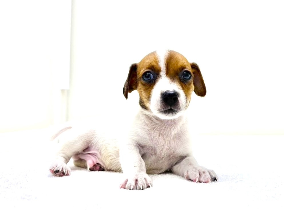 東京都のジャックラッセルテリア (かねだい本町田店/2025年9月28日生まれ/男の子/ホワイトタン)の子犬の1枚目の画像