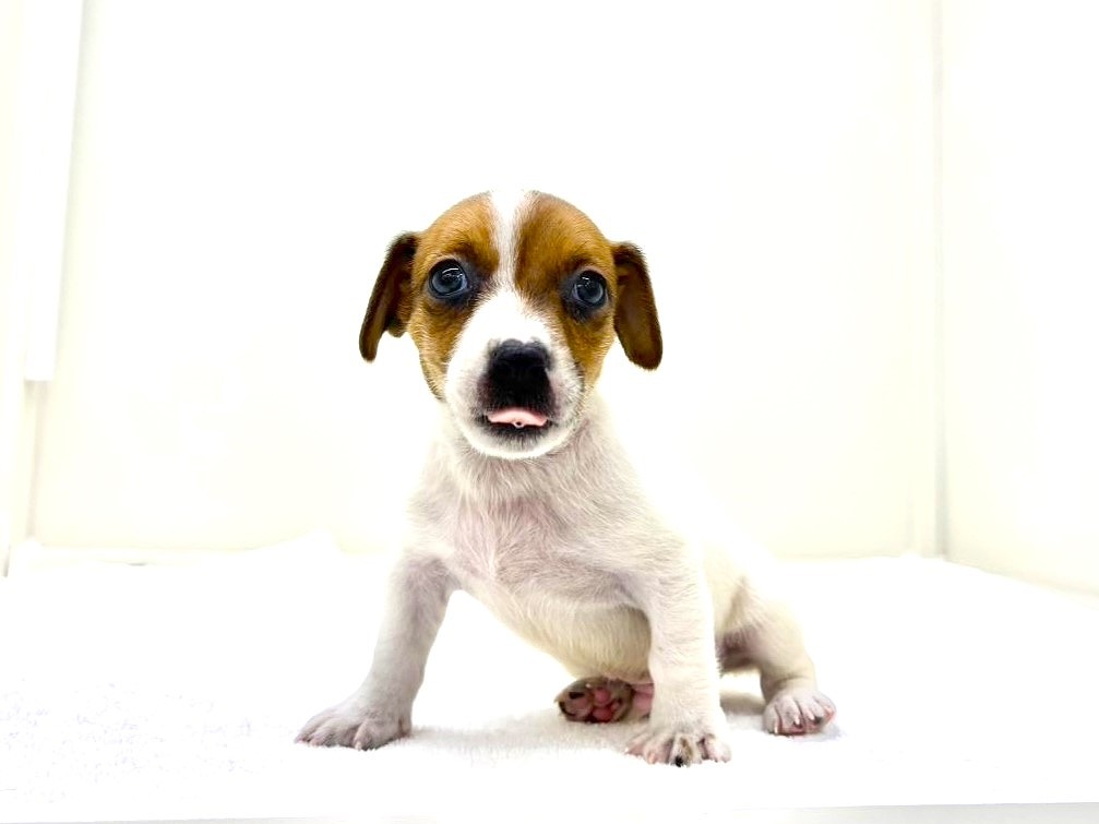 東京都のジャックラッセルテリア (かねだい本町田店/2025年9月28日生まれ/男の子/ホワイトタン)の子犬の2枚目の画像