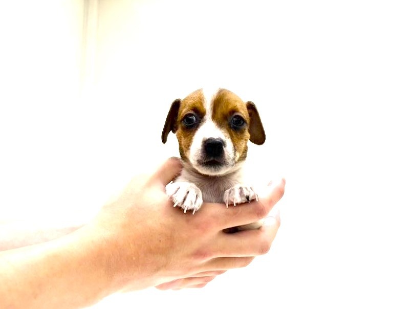 東京都のジャックラッセルテリア (かねだい本町田店/2025年9月28日生まれ/男の子/ホワイトタン)の子犬の3枚目の画像