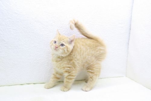 神奈川県のアメリカンショートヘアー (かねだい海老名店/2025年9月10日生まれ/男の子/レッドタビー)の子猫