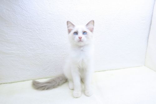 神奈川県のラグドール (かねだい海老名店/2025年9月5日生まれ/男の子/ブルーポイントバイカラー)の子猫