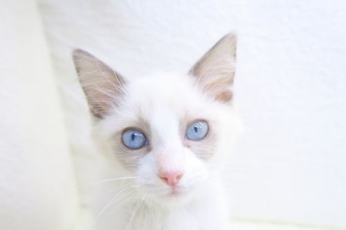 神奈川県のラグドール (かねだい海老名店/2025年9月5日生まれ/女の子/ブルーポイントバイカラー)の子猫