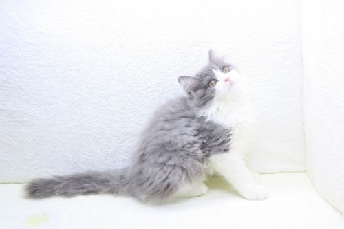 神奈川県のスコティッシュフォールド (かねだい海老名店/2025年8月27日生まれ/女の子/ブルーホワイト)の子猫