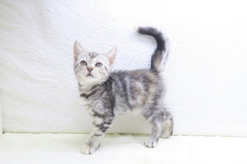 神奈川県のアメリカンショートヘアー (かねだい海老名店/2025年9月15日生まれ/女の子/シルバーパッチドタビー)の子猫