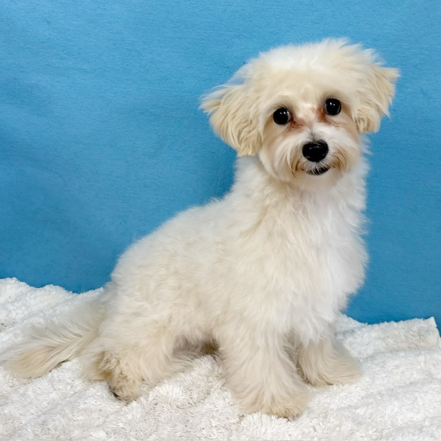 千葉県のマルプー(マルチーズ×プードル) (かねだい四街道店/2025年6月22日生まれ/男の子/アプリコット)の子犬の1枚目の画像