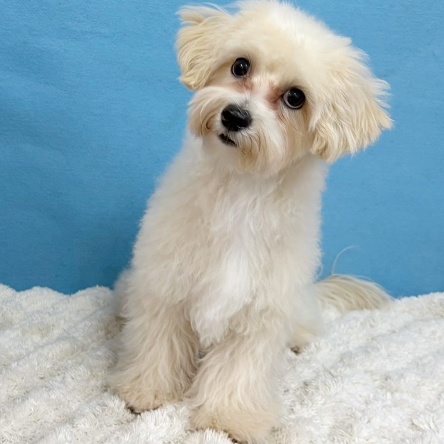 千葉県のマルプー(マルチーズ×プードル) (かねだい四街道店/2025年6月22日生まれ/男の子/アプリコット)の子犬の2枚目の画像