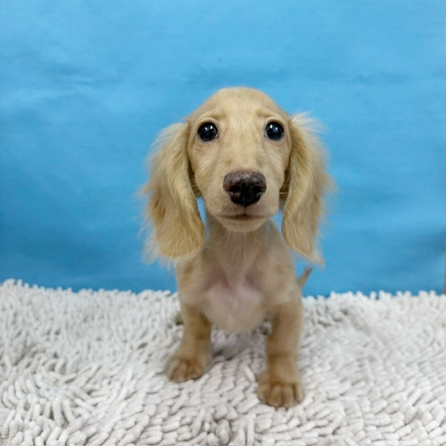 千葉県のミニチュアダックスフンド(ロング) (かねだい四街道店/2025年7月13日生まれ/男の子/イエロー)の子犬の3枚目の画像